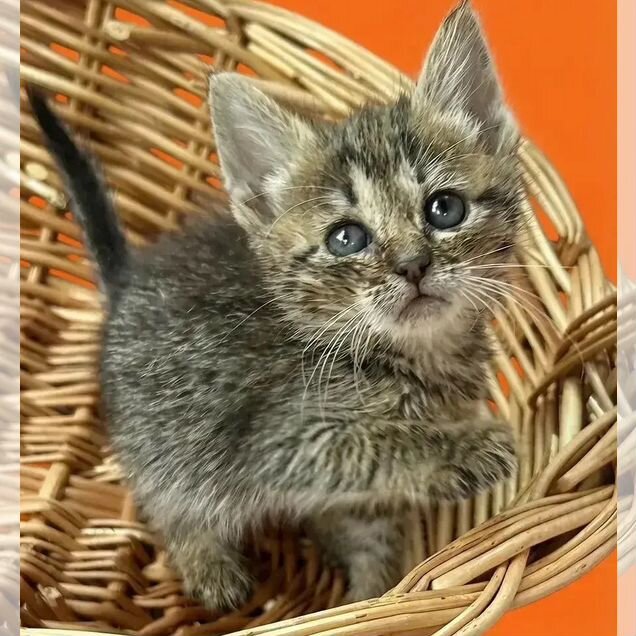 Котёнок в добрые руки