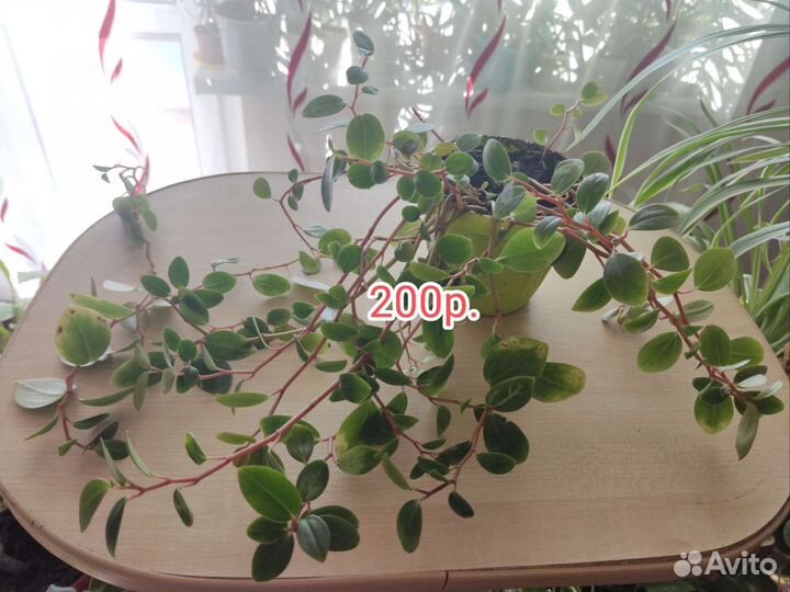 Пеперомия и финик