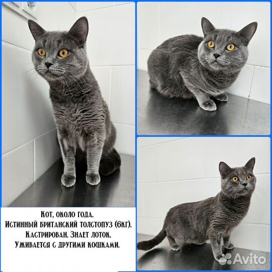 Британский кот