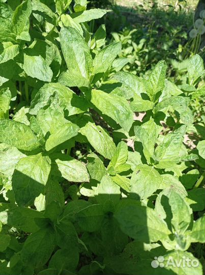 Саженцы, цветы, мята