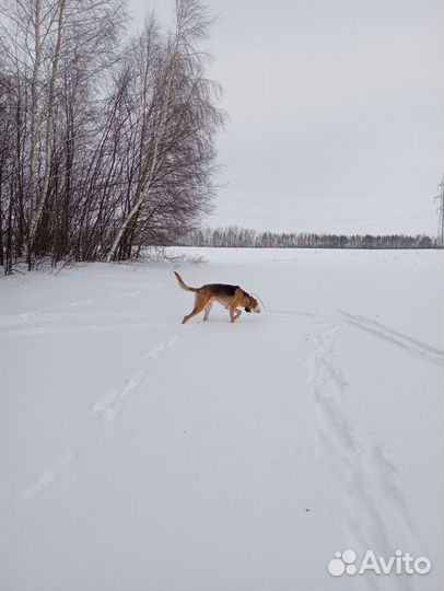 Продам выжлеца Русской Гончей