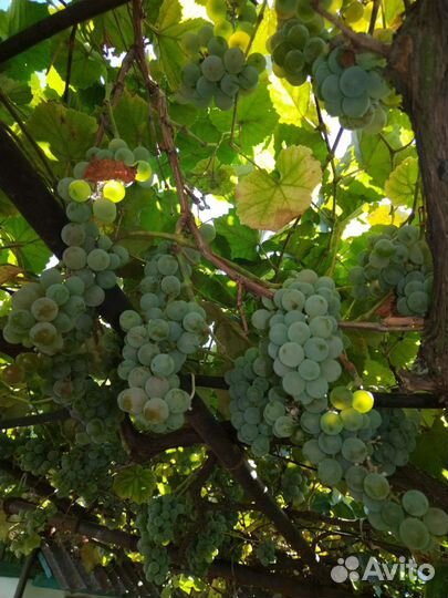 Виноград на вино, сок