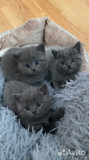 Британские котята