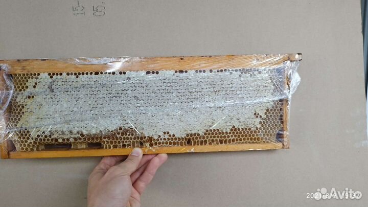 Рамка меда в сотах
