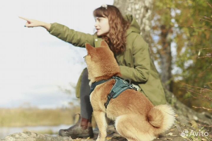 Кинолог с выездом / Курсы дрессировки собак