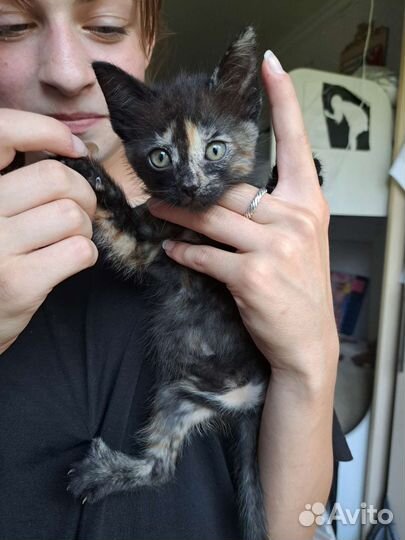 Котенок в дар бесплатно