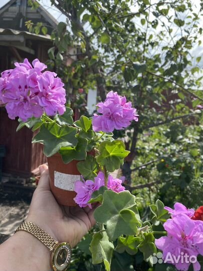 Пеларгония