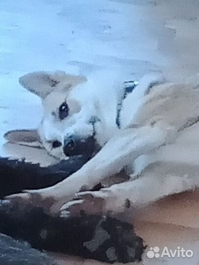 Собака в дар в добрые руки