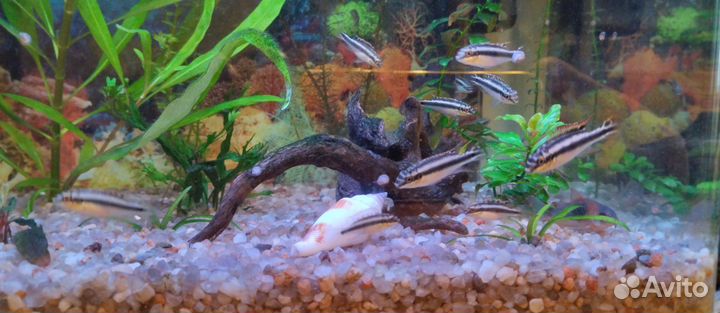 Пельвикахромис пульхера