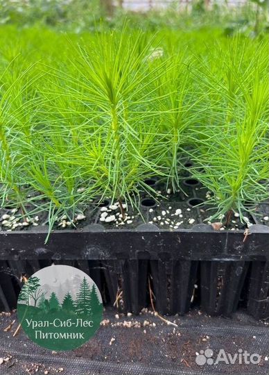 Сеянцы зкс Сосна Ель Лиственница окс Голуб Горн