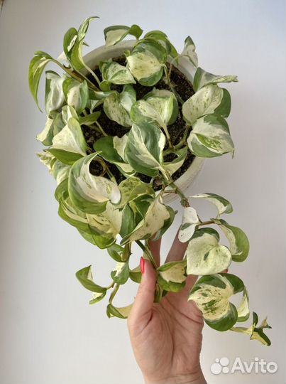 Эпипремнум марб эппл, хэппи лиф