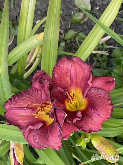 Лилейники сортовые