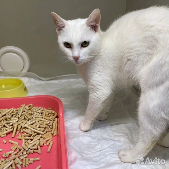 Русская белая в добрые руки