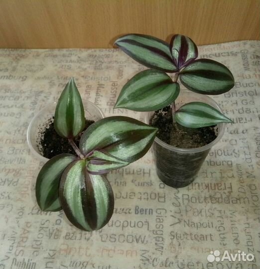 Драцена, алоэ, фикус Бенджамина, традесканция