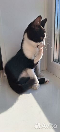 Котята в добрые руки бесплатно девочка