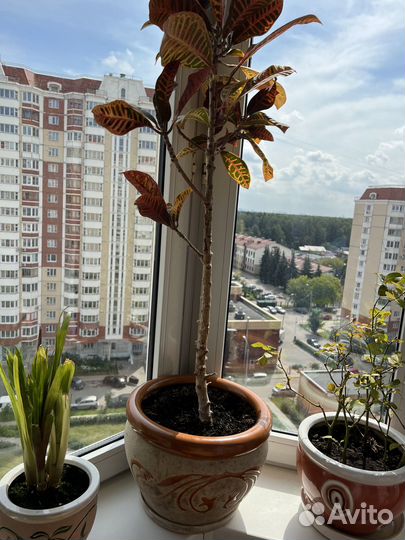 Фикус и драцена с горшком