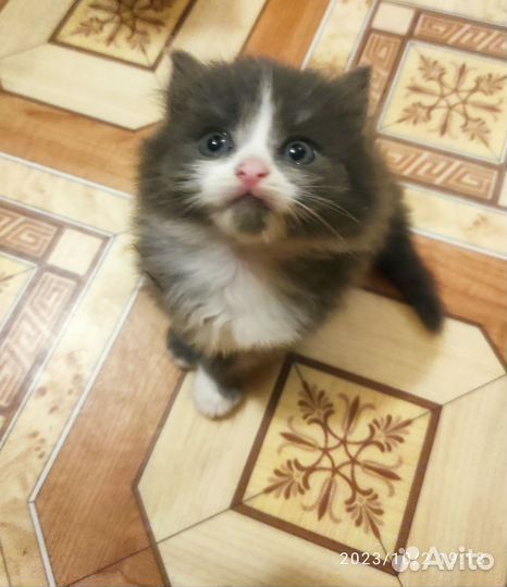 Кошки в добрые руки бесплатно