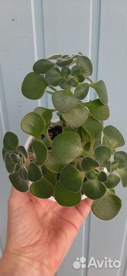 Аихризон (Дерево Любви)