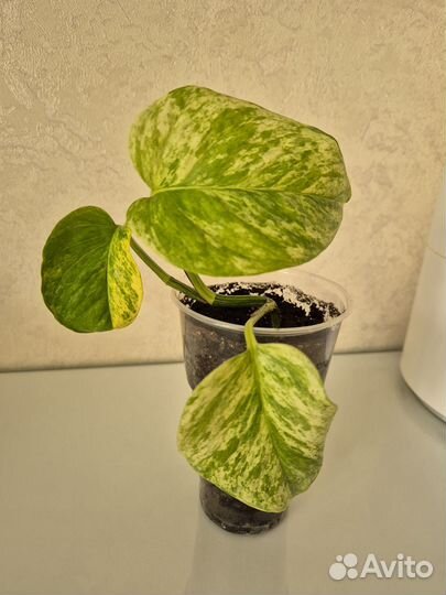 Эпипремнум