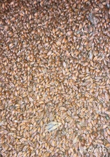 Соя, Фуражная кукуруза на корм/посев