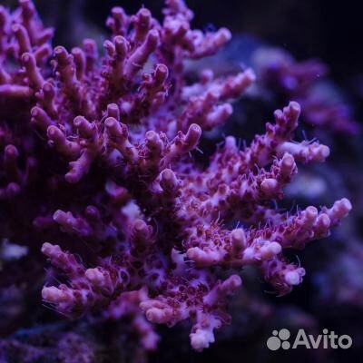 Морской аквариум. Кораллы и морские рыбки с отправ