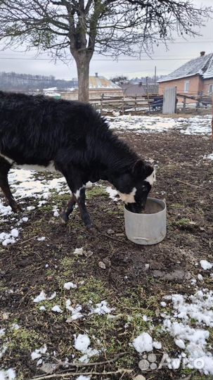 Телята девочки