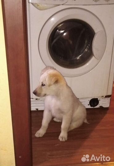 Милый пушистик, щенок