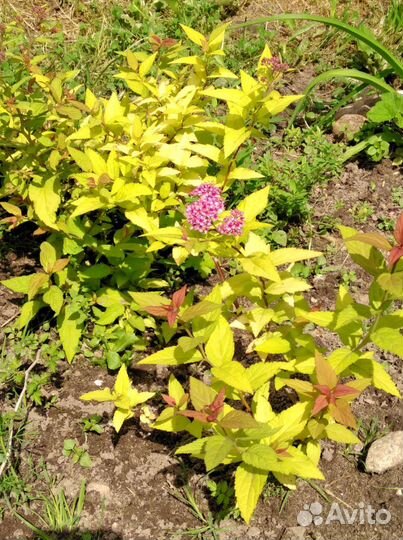 Гортензия древовидная