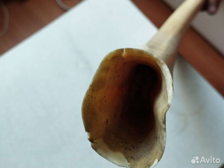 Зуб морского животного