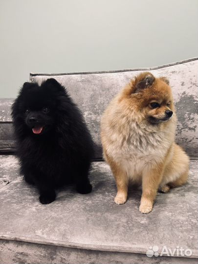 Гостиница для животных/передержка/догситтер