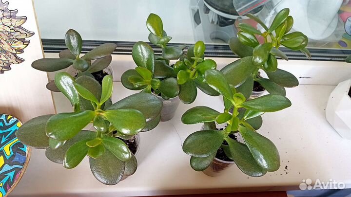 Толстянка. Денежное дерево