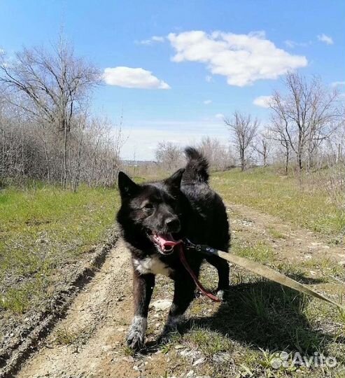 Собака Лика