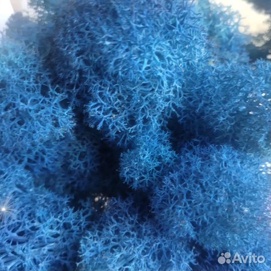 Стабилизированный мох