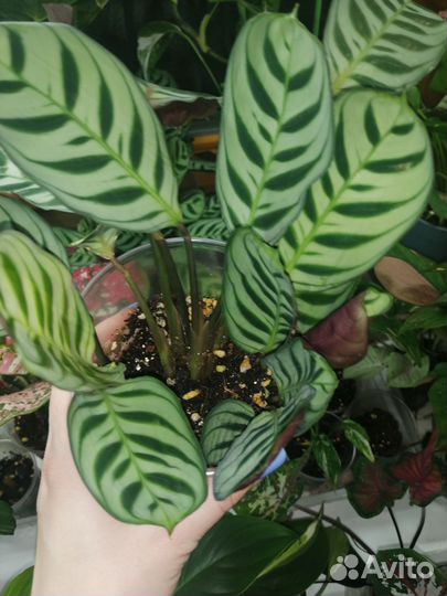 Ктенанта бурле маркси