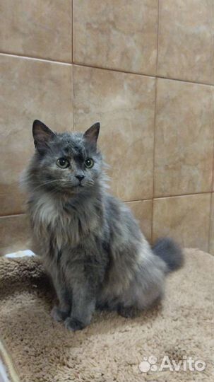 Кошка в дар