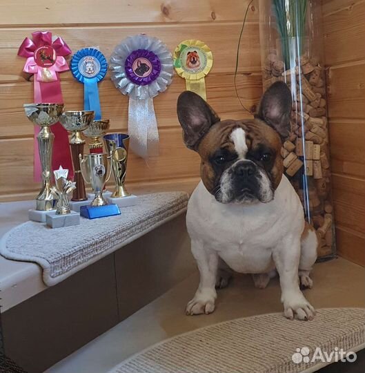 Вязка Французский бульдог кобель
