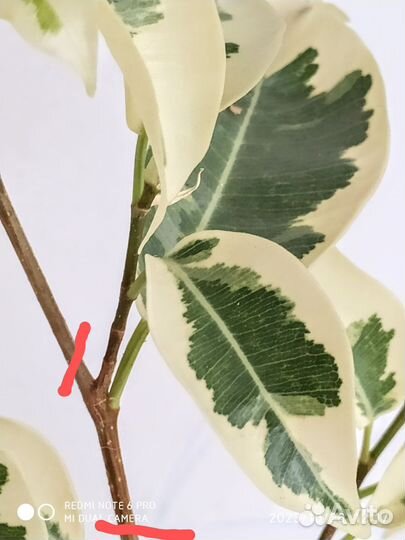 Фикус Бенджамина Твилайт