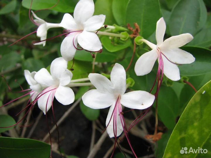 Клеродендрумы угандийский, инерме, филиппинский