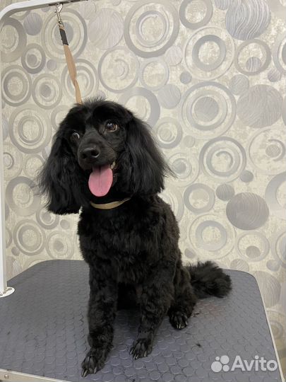 Стрижка собак. Груминг