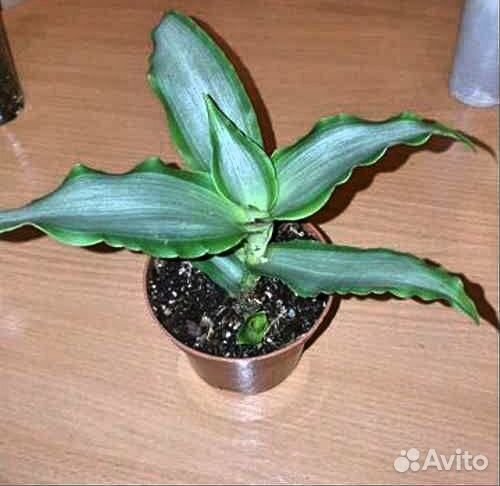 Мурданния.дримиопсис и др