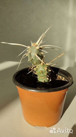 Кактус Тефрокактус артикулятус папирокантус