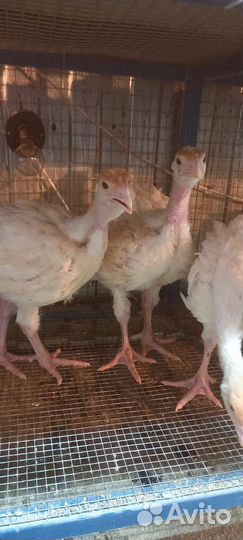 Индюк Биг-6 Канада