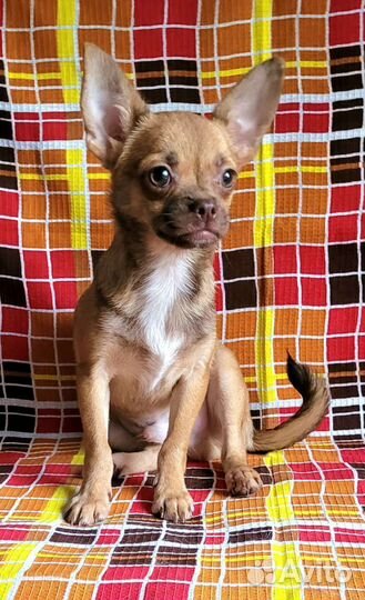 Чихуахуа г/ш рыженький мальчик
