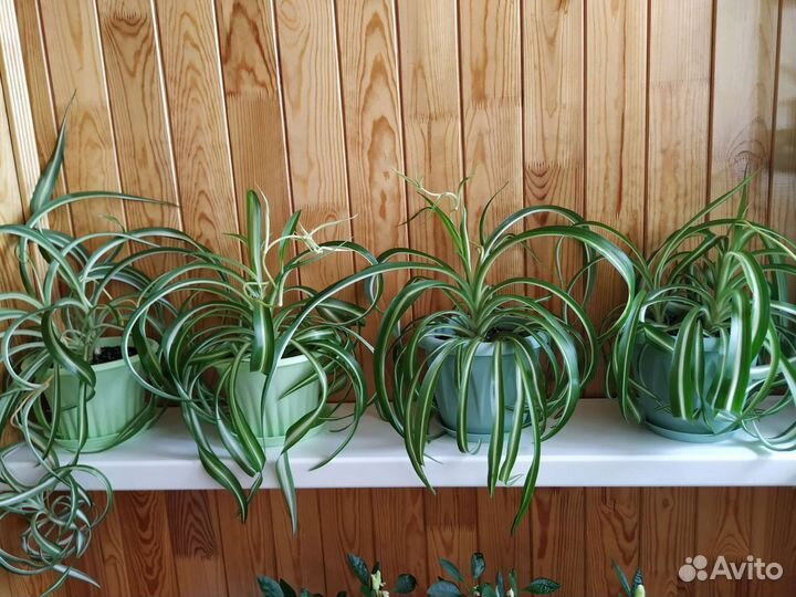 Хлорофитум кудрявый Бонни