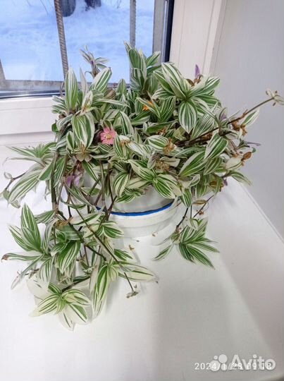 Традесканция