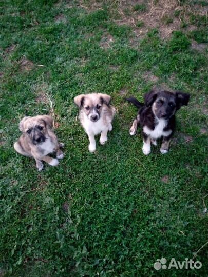 Щенки в добрые руки