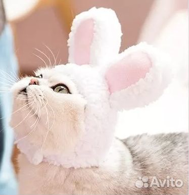 Шапка для кошек; для собак мелких и средних пород