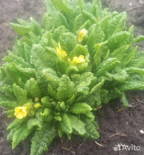 Лимонник китайский, примула, колокольчик и др