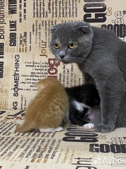 Вислоухие котята