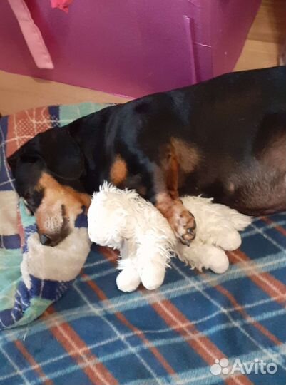 Передержка + свободный выгул собак, грызунов